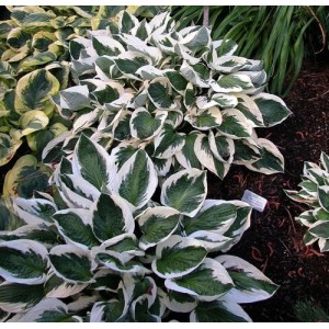 Hosta / Melsvė MINUTEMAN
