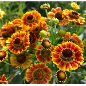 Helenium / Saulainė MARIACHI FUEGO