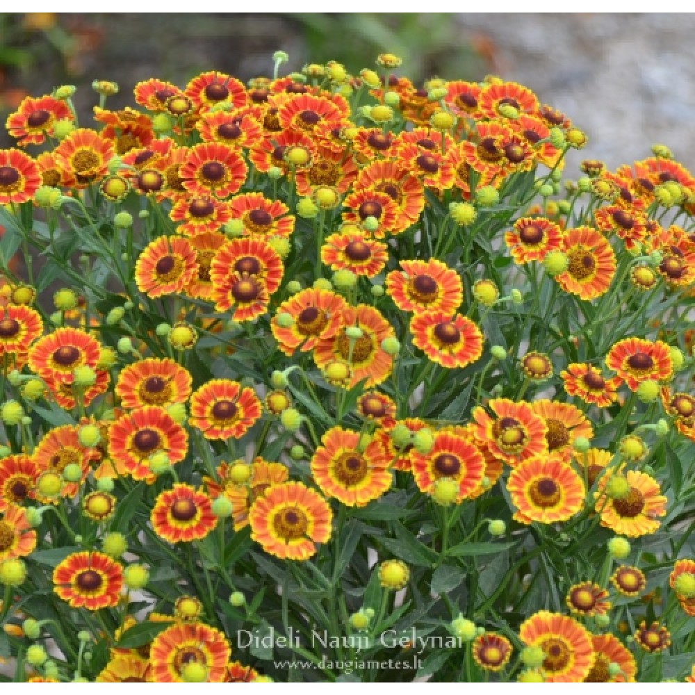 Helenium / Saulainė MARIACHI FUEGO