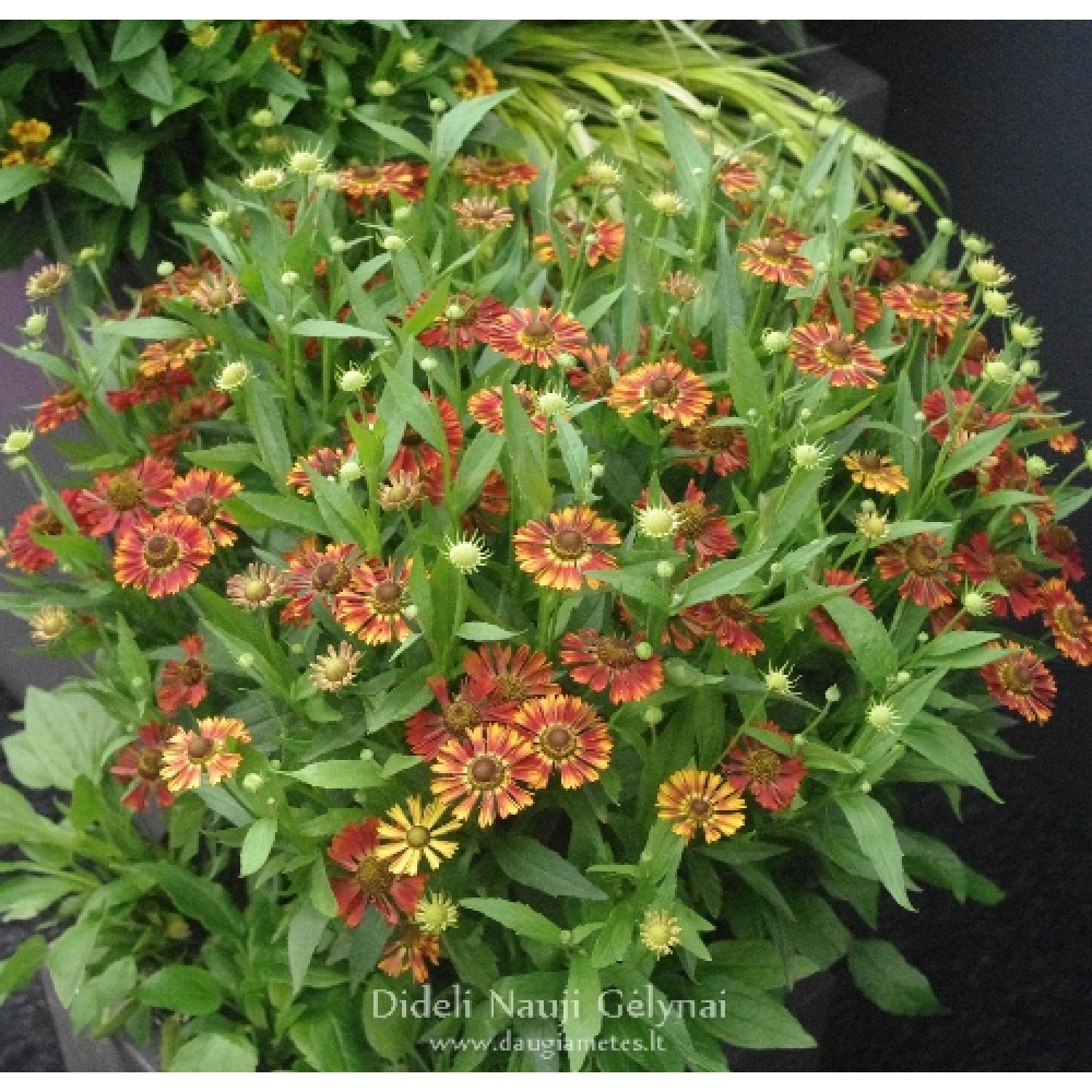 Helenium / Saulainė MARIACHI FUEGO