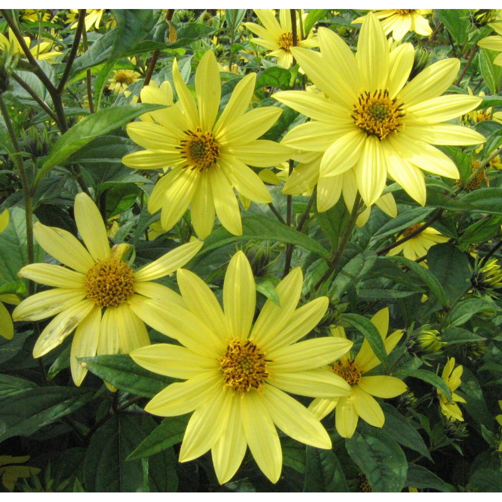 Helianthus / Saulainė LEMON QUEEN