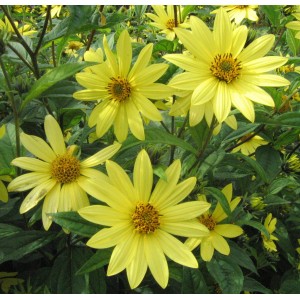 Helianthus / Saulainė LEMON QUEEN