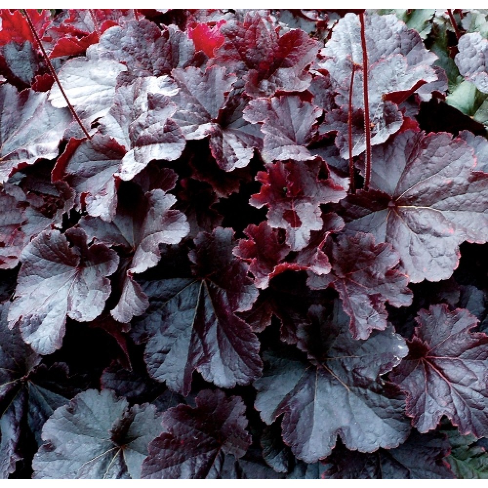 Heuchera / Alūnė NORTHERN EXPOSURE BLACK