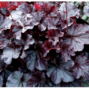 Heuchera / Alūnė NORTHERN EXPOSURE BLACK