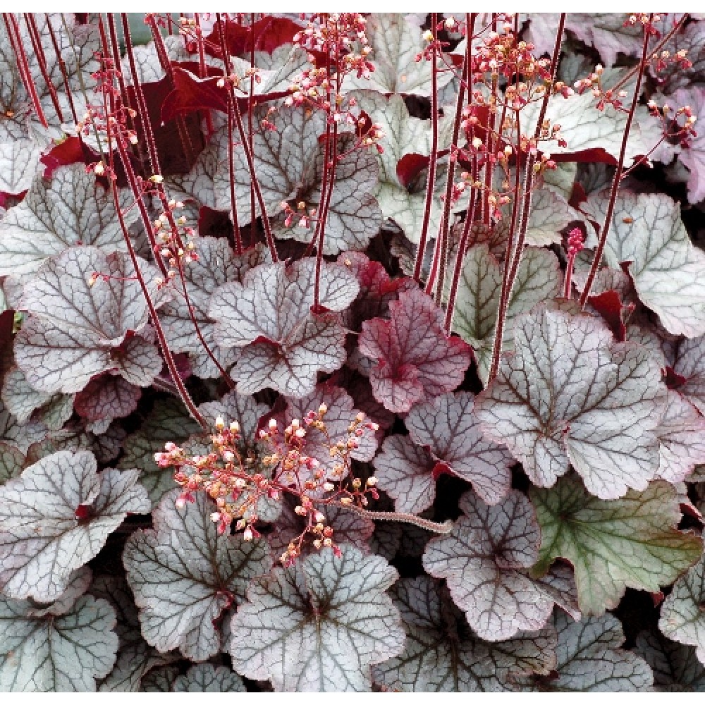 Heuchera / Alūnė NORTHERN EXPOSURE SILVER