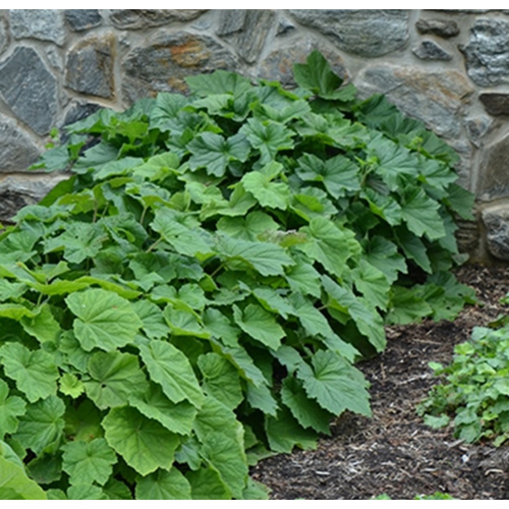 Alūnė / Heuchera villosa var. macrorrhiza