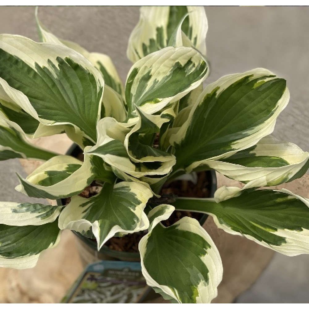 Hosta / Melsvė MINUTEMAN