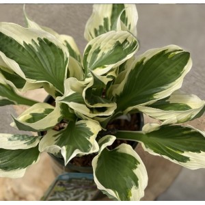 Hosta / Melsvė MINUTEMAN