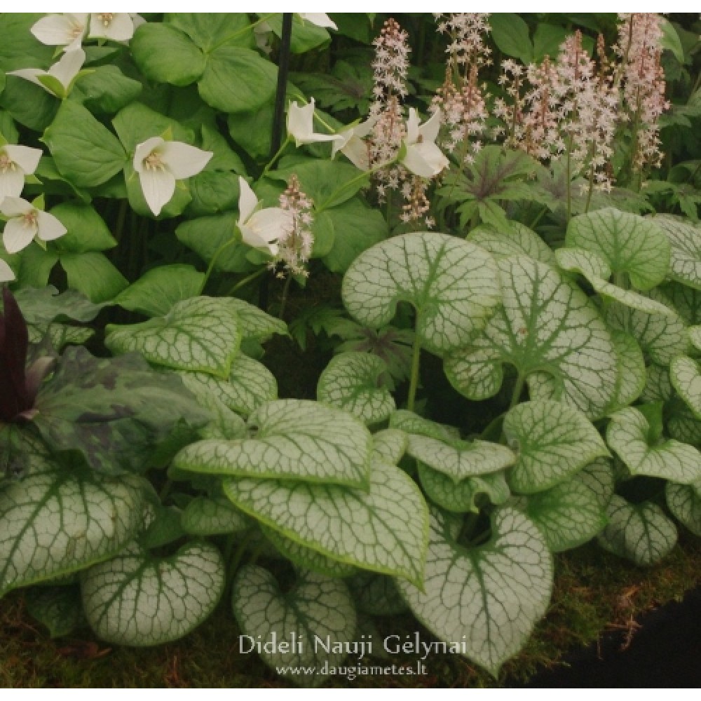 Brunnera / Brunera JACK FROST