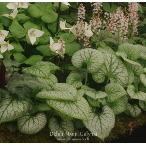 Brunnera / Brunera JACK FROST