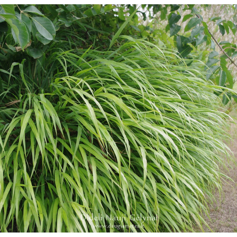 Hakonechloa macra / Didžioji hakonė