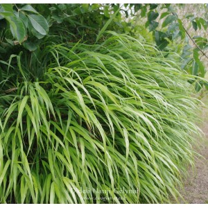 Hakonechloa macra / Didžioji hakonė