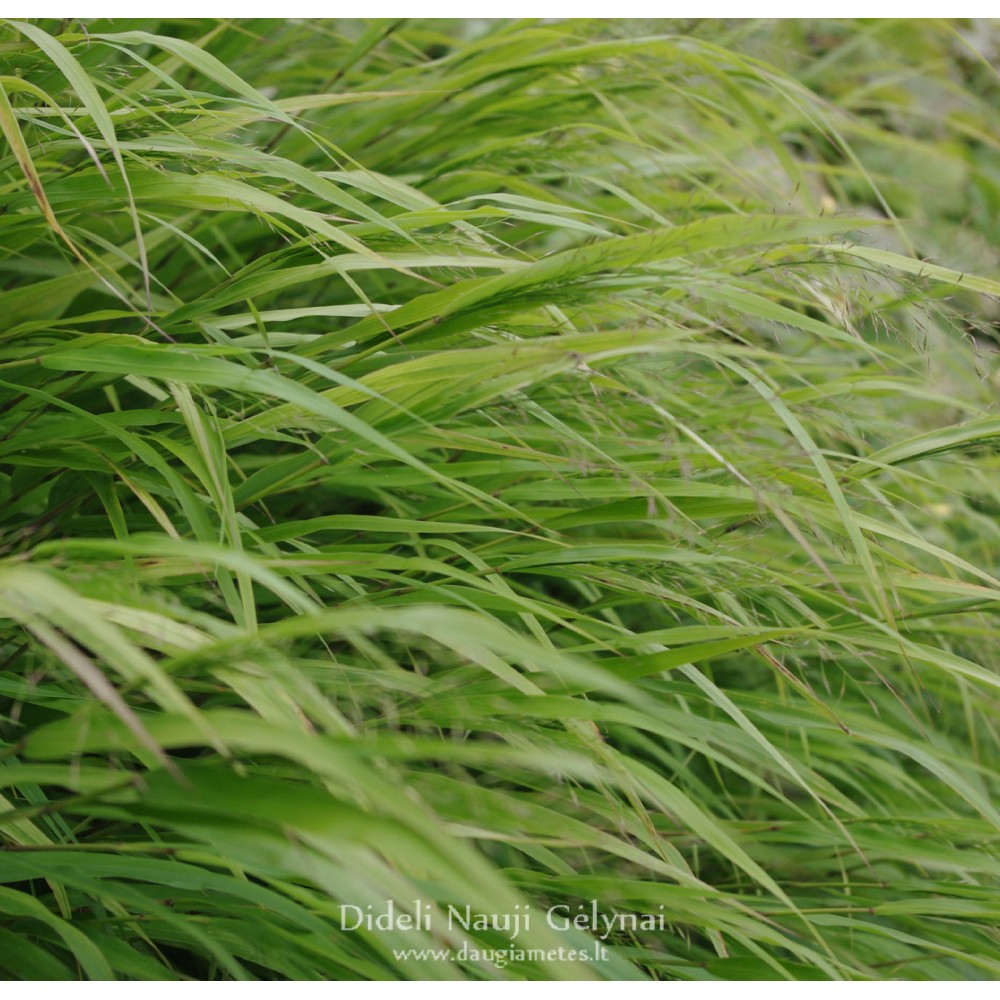Hakonechloa macra / Didžioji hakonė