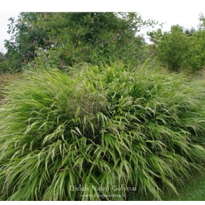 Hakonechloa macra / Didžioji hakonė