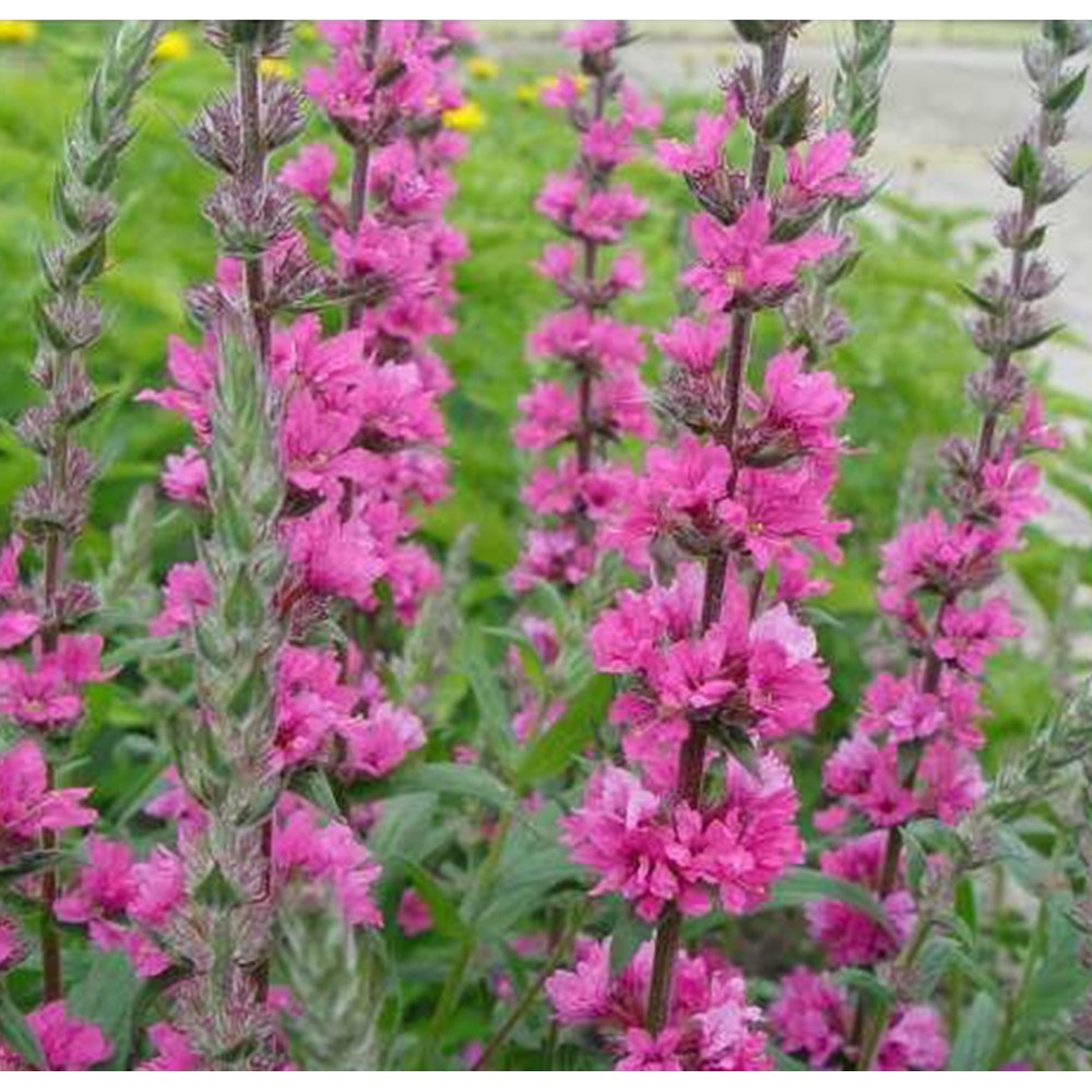 Lythrum / Raudoklė PINK BLUSH
