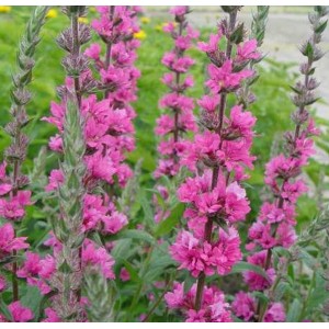 Lythrum / Raudoklė PINK BLUSH