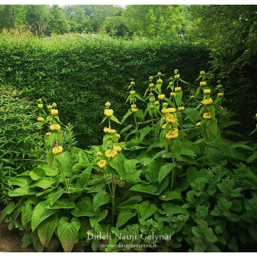 Phlomis russeliana / Gumbenė
