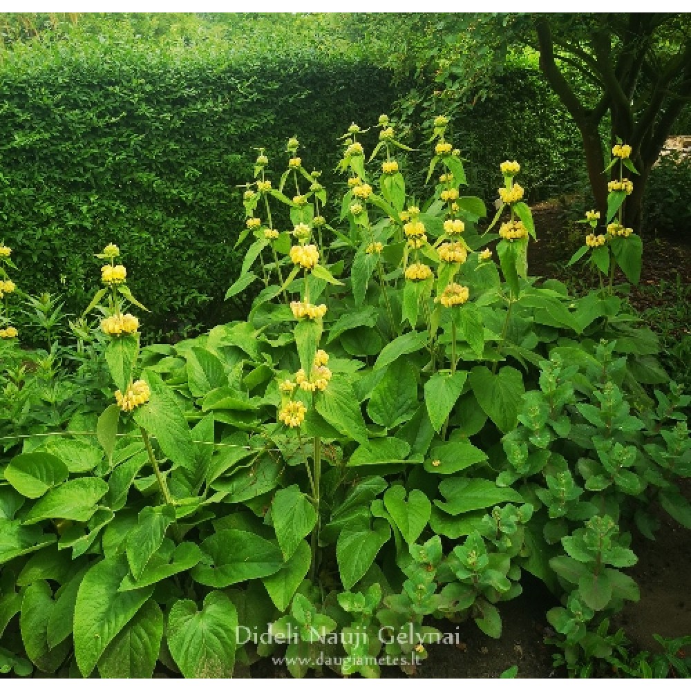 Phlomis russeliana / Gumbenė