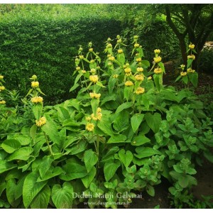 Phlomis russeliana / Gumbenė
