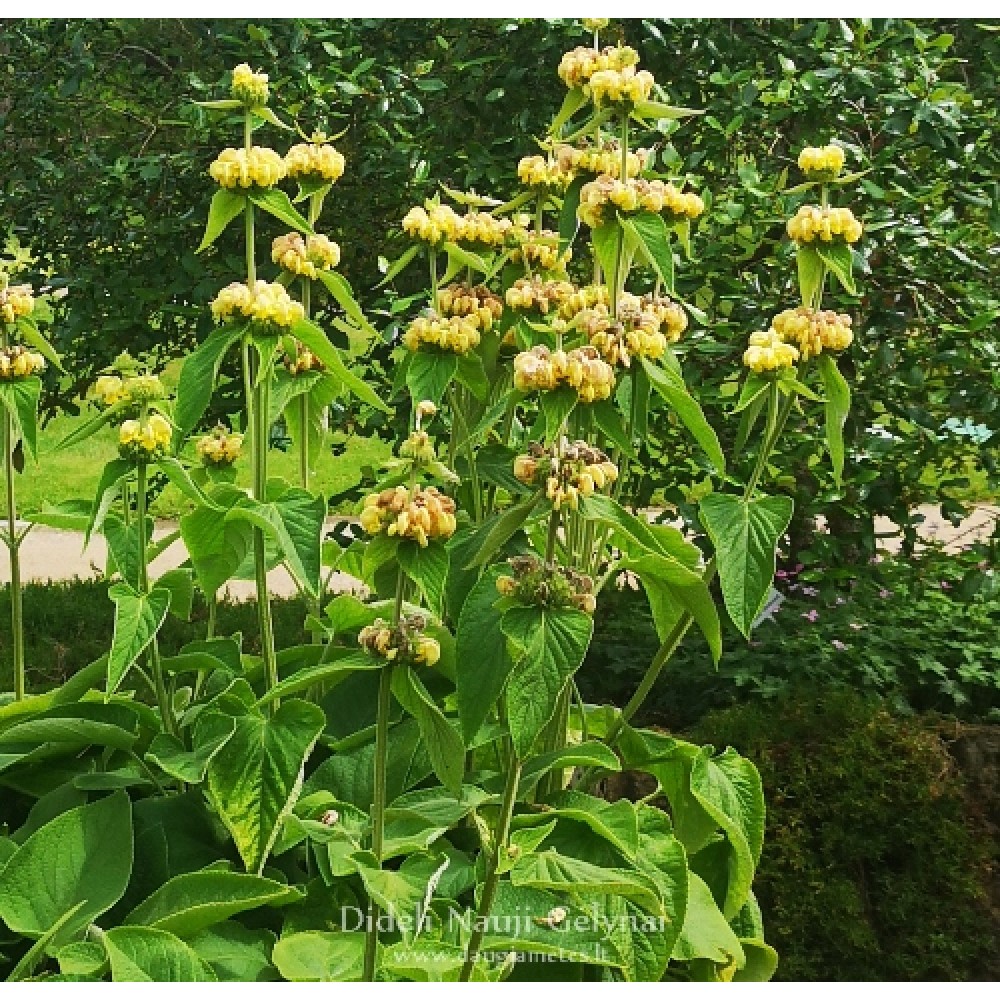 Phlomis russeliana / Gumbenė