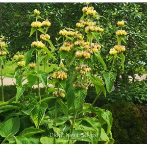 Phlomis russeliana / Gumbenė