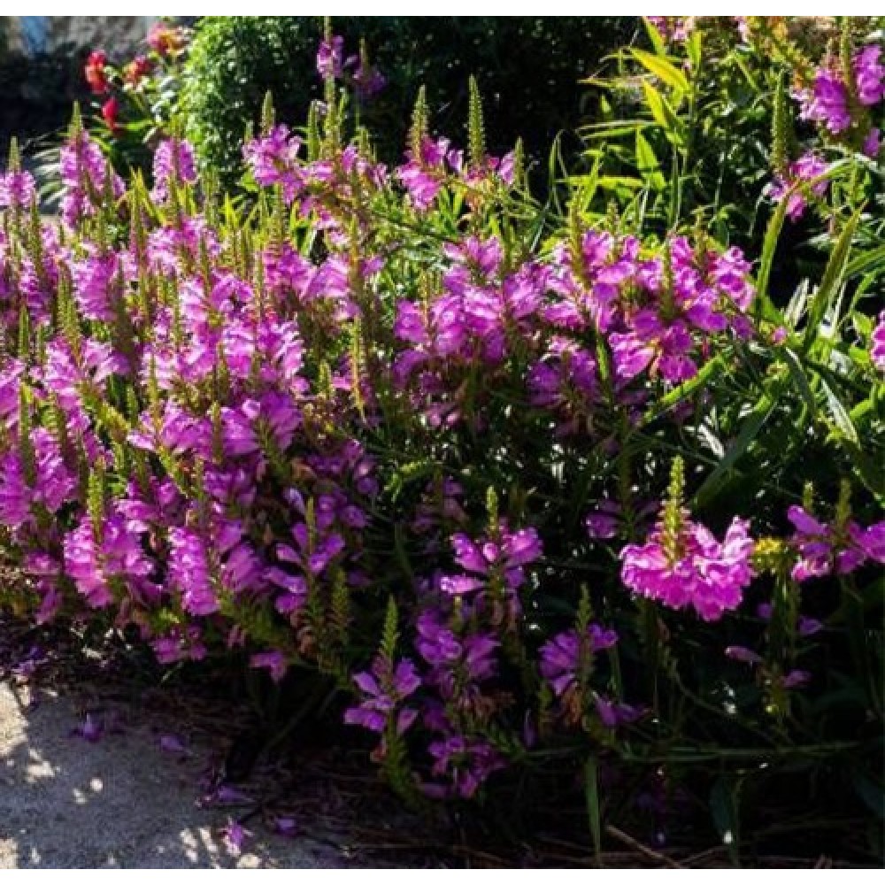 Physostegia / Pūstatauris AUTUMN CARNIVAL