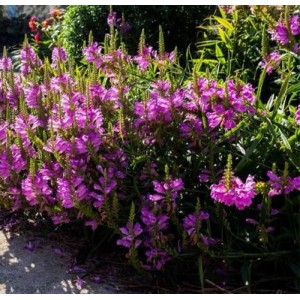 Physostegia / Pūstatauris AUTUMN CARNIVAL