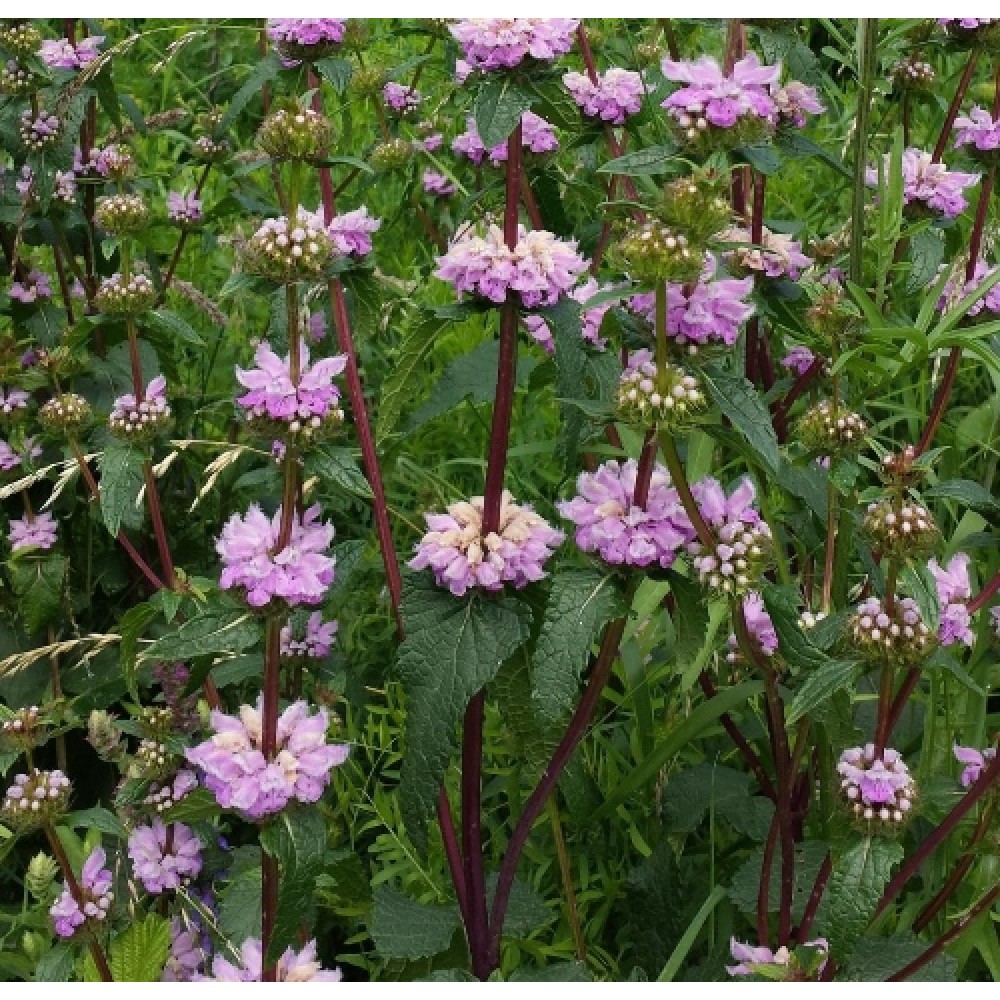 Phlomis / Gumbenė BRONZE FLAMINGO