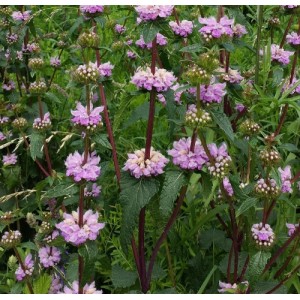 Phlomis / Gumbenė BRONZE FLAMINGO
