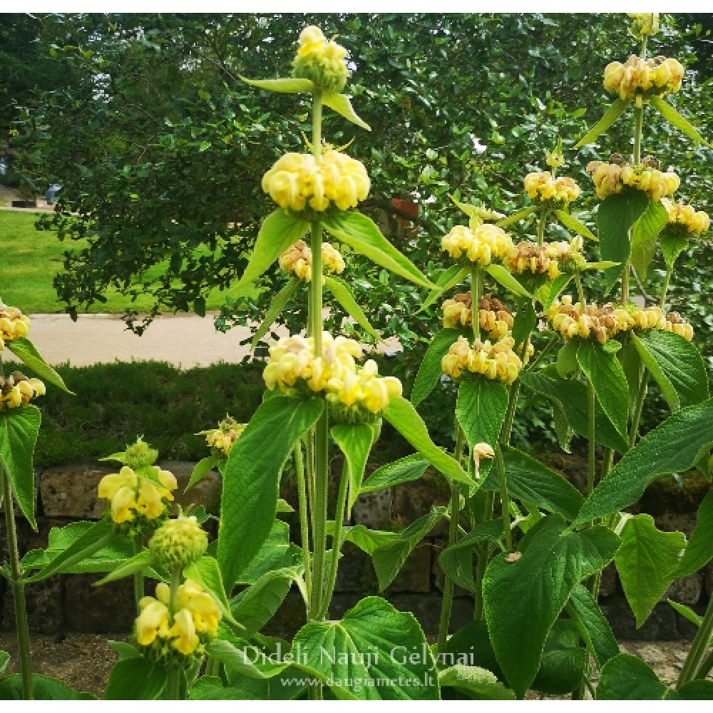Phlomis russeliana / Gumbenė