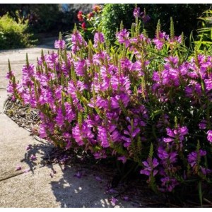 Physostegia / Pūstatauris AUTUMN CARNIVAL