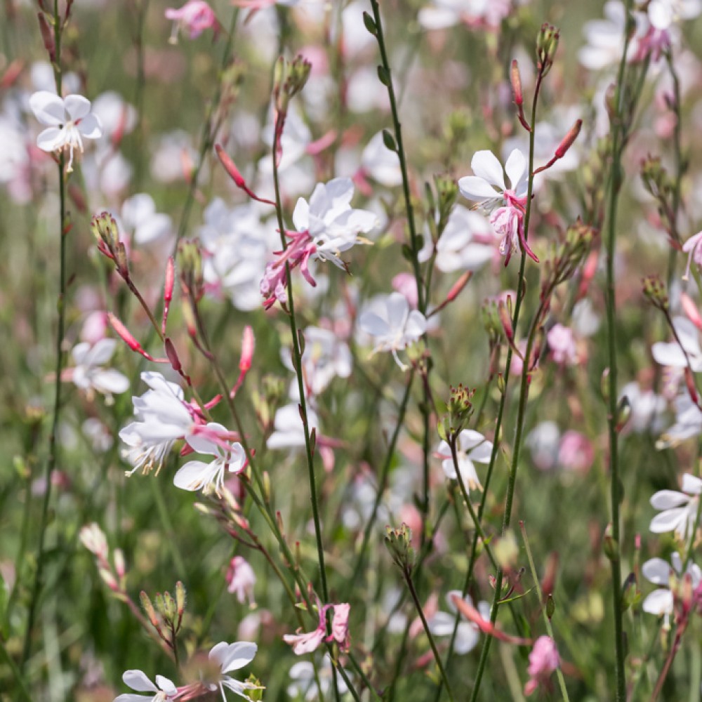 Gaura / Gaura ELURRA