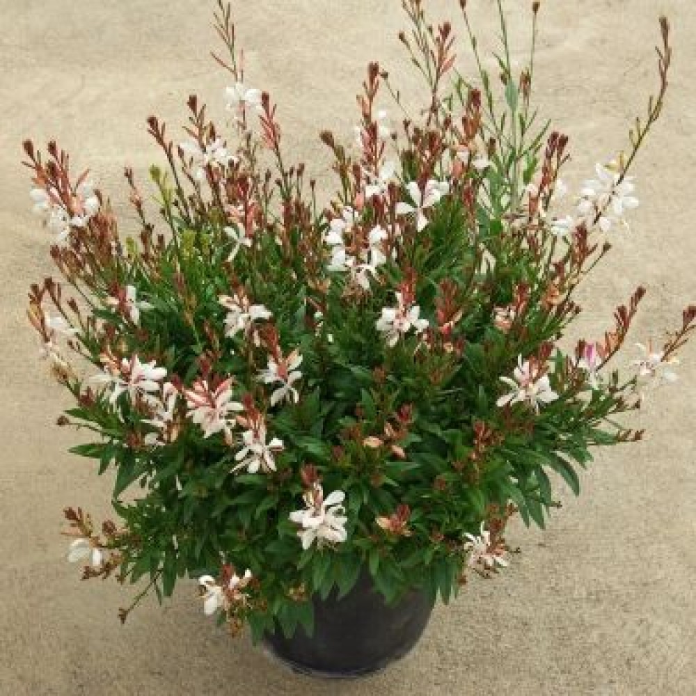 Gaura / Gaura EVERLAST PINK PARQUE