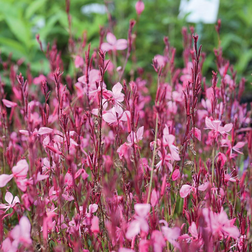 Gaura / Gaura TUTTI FRUTTI