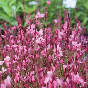 Gaura / Gaura TUTTI FRUTTI