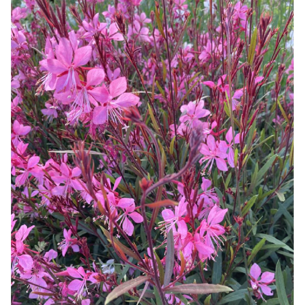 Gaura / Gaura TUTTI FRUTTI
