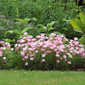 Oenothera speciosa / Nakviša SISKIYUO PINK 