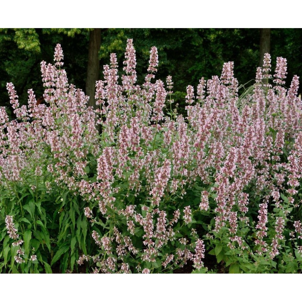 Nepeta grandiflora / Katžolė DAWN TO DUSK