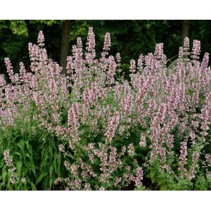 Nepeta grandiflora / Katžolė DAWN TO DUSK