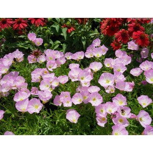 Oenothera speciosa / Nakviša SISKIYUO PINK 