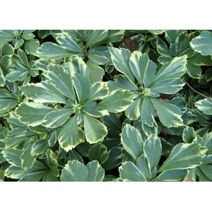 Pachysandra terminalis / Mietveinė viršūnžiedė VARIEGATA 