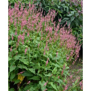 Persicaria / Rūgtis AMPLE PINK