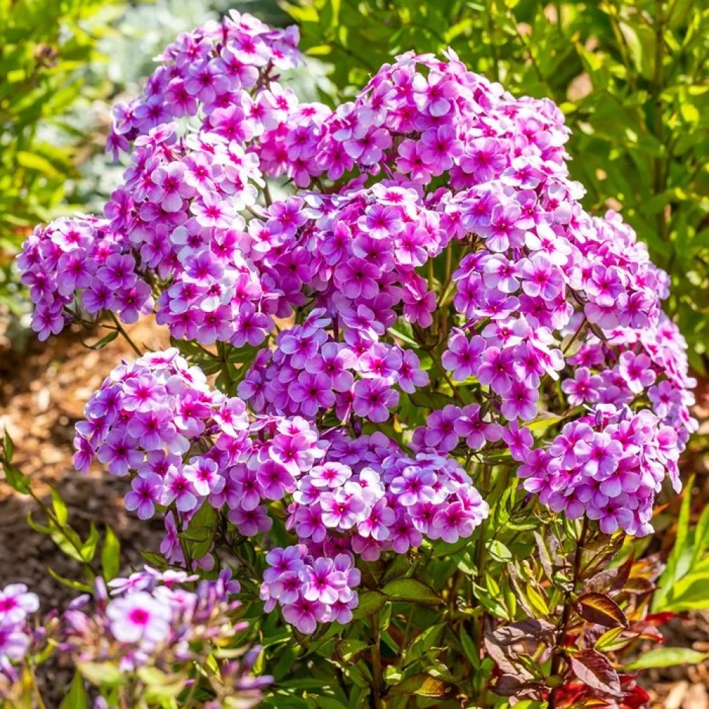 Phlox / Flioksas EARLY LAVENDER POP