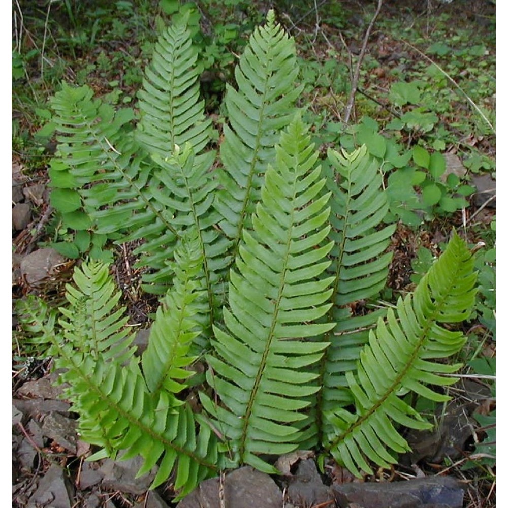 Polystichum munitum / Spyglainis