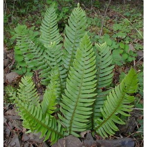 Polystichum munitum / Spyglainis