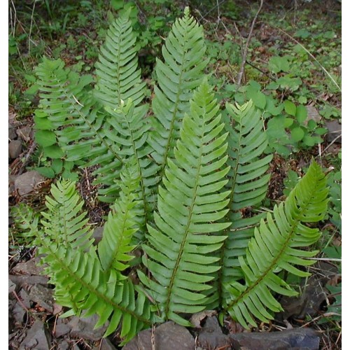 Polystichum munitum / Spyglainis