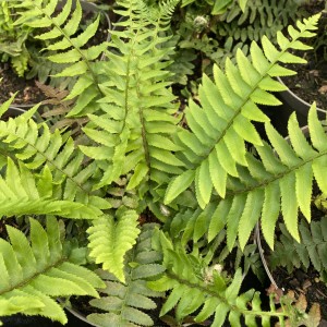 Polystichum munitum / Spyglainis