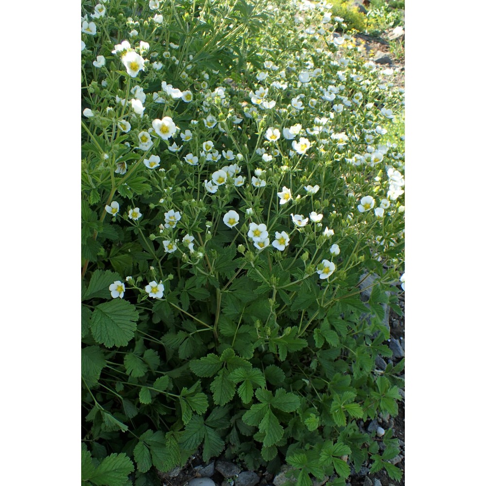 Potentilla rupestris / Sidabražolė