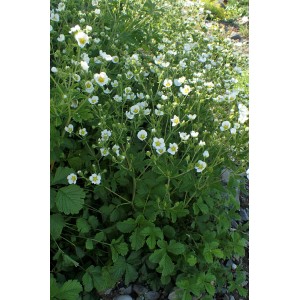 Potentilla rupestris / Sidabražolė