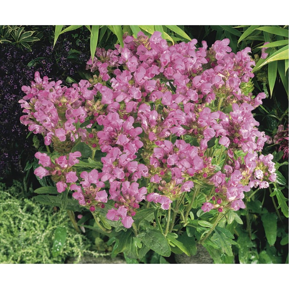 Prunella grandiflora / Juodgalvė BELLA ROSE